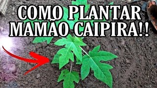 COMO PLANTAR MUDA DE MAMÃO CAIPIRA FACILMENTE [upl. by Attenauq5]