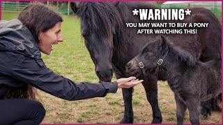 The Shetland Pony in Scotland  CUTENESS OVERLOAD [upl. by Eloc]