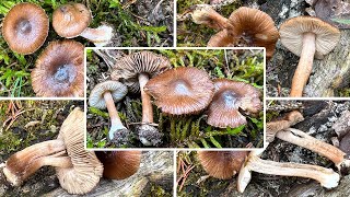 Rübenfüßiger Risspilz Rübenstieliger Risspilz Inocybe napipes  Pilzportrait amp Verwechslung [upl. by Carissa]