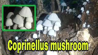 Coprinellus mushroom [upl. by Whitby]