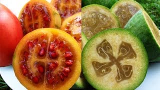 Harvesting Feijoas amp Tamarillos [upl. by Green18]