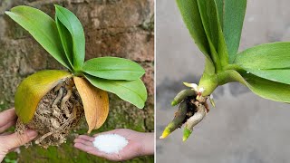 Magical tips to revive orchids with fast root rot few people know  Roots grow right after a month [upl. by Richie]