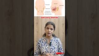 Salivary Glands Explained Types Functions and Ducts  Parotid Submandibular amp Sublingual Glands [upl. by Olcott851]