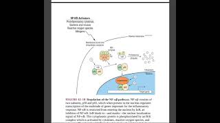 NfKb Pathway Clinical Significance of dexamethazone Inflammation  Cytokines Glucocorticoid Role [upl. by Fazeli]