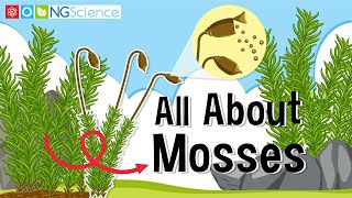 All About Mosses [upl. by Sileray]