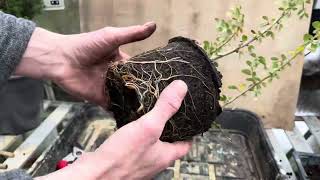 Cotoneaster cuttings for Bonsai  repotting amp root pruning [upl. by Arlynne]