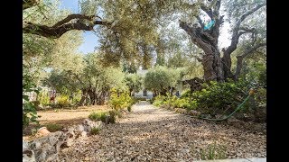 In this place Judas Iscariot betrayed Jesus The Story of Gethsemane Jerusalem Israel [upl. by Sexela272]