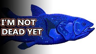 Coelacanth facts theyre called living fossils  Animal Fact Files [upl. by Aimek]