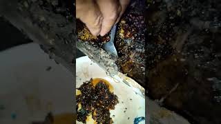 harvesting stingless bee honey [upl. by Einahpad]