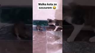 walka kota ze szczurem shorts kot walczy z myszą 😂 funny [upl. by Lenhart]