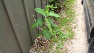 How to Plant Common Milkweed [upl. by Edme]