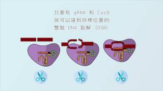 2 分鐘認識 CRISPRCas9 基因編輯技術 CRISPRCas 9 Gene Editing Introduction [upl. by Dexter]