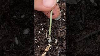 TRANSPLANTING GREEN ONIONS  White Lisbon Bunching Onion from Dollar Tree  Connecticut Garden [upl. by Rol837]