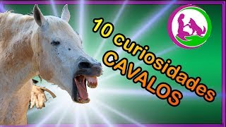 10 curiosidades sobre cavalos [upl. by Ortrud]