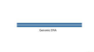 Introduction to HighThroughput Sequencing [upl. by Sidnala]