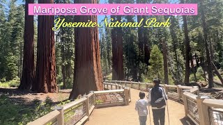 Yosemite National Park Summer  Mariposa Grove of Giant Sequoias Walking Tour [upl. by Purdum]