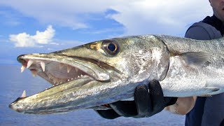 Best Barracuda Lures For Trolling amp Sight Fishing [upl. by Anasxor]