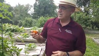 Vegetables You Can Grow in the Texas Summer Heat [upl. by Toblat]