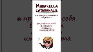 Инфекция уха и горла Moraxella Catarrhalis симптомы лечение часть 2 [upl. by Eerdna955]