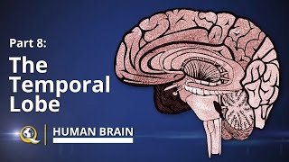 Temporal Lobe  Human Brain Series  Part 8 [upl. by Aissatsana]