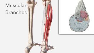 Fibular Artery  Anatomy Branches amp Relations [upl. by Gallenz]