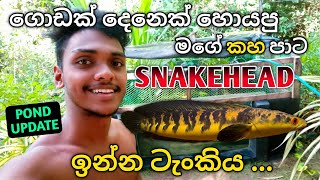 ගොඩක් දෙනෙක් හොයපු මගේ Emperor Snakehead ඉන්න ටැංකිය ☘️ My Emperor Snakeheads pond ❤️ snakehead [upl. by Nnomae]