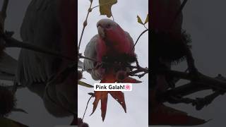 Galah Cockatoo Sounds [upl. by Shelburne970]