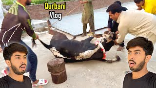 Qurbani Vlog 😍 Zohaib Sabir Vlogs [upl. by Gnanmos]