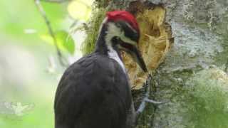 Pileated woodpecker [upl. by Emerald]