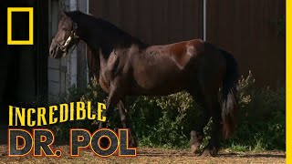 Horse Hoof Problems  The Incredible Dr Pol [upl. by Cirenoj592]