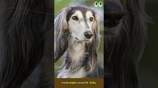 Saluki Dog Breed Guide  petmoo  shorts [upl. by Genisia]