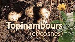 Topinambours et crosnes au potager [upl. by Chladek]