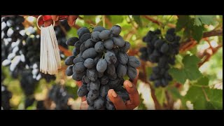 Unifrutti South Africa  Grapes Matroozefontein Farm [upl. by Nagoh681]