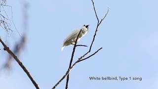 The Amazons white bellbirds are the worlds loudest birds [upl. by Aoh]