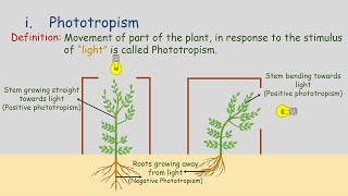 Tropic Movements  Movement in Plants  Phototropism  Geotropism  Hydrotropism  Chemotropism [upl. by Pammi]