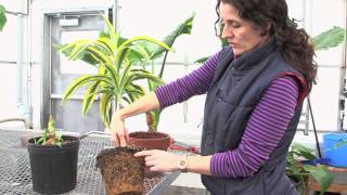 How to water a plant the right way [upl. by Irelav]