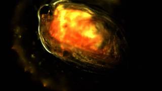 Hartslag Daphnia magna watervlo zonder Ritalin [upl. by Baniaz]