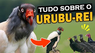 URUBUREI Curiosidades e comportamento  Onde vive o uruburei  Outros urubus tem medo dele [upl. by Notlem330]