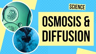 Osmosis and Diffusion in Cells  Science Lesson [upl. by Alberik]