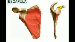 I Osteologia 1 [upl. by Nylaj]