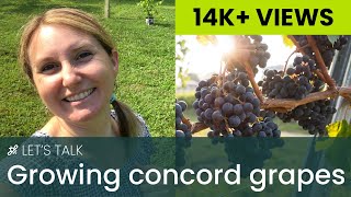 Growing Concord Grapes [upl. by Aizirtap]