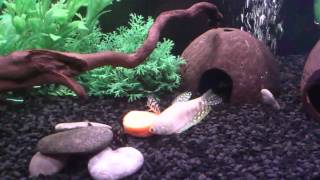 Mis peces comiendo su dosis de zanahoria [upl. by Yanal782]