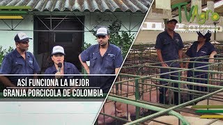 Así Funciona la Mejor Granja Porcícola de Colombia  Cerdos  TvAgro por Juan Gonzalo Angel [upl. by Ahseid]