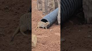 MEERKATS HAVING FUN [upl. by Shenan766]