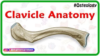 Clavicle Anatomy Animation  General features Osteology Attachments Development clinical anatomy [upl. by Leitao]