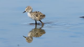 Blacknecked Stilts and their chicks [upl. by Haley617]