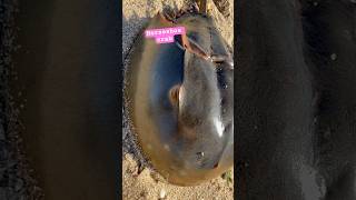 Horseshoe crab horseshoecrab animals sea seashore youtube youtubeshorts [upl. by Layton]