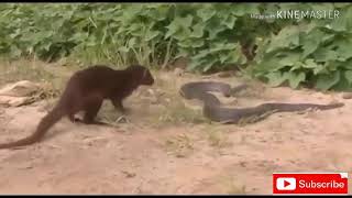 MUSANG VS KING COBRA [upl. by Elder175]