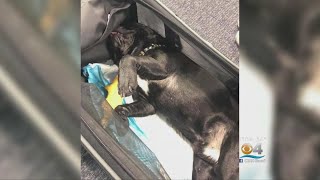 Dog Dies After Airline Worker Has It Placed In Overhead Bin [upl. by Enorej]