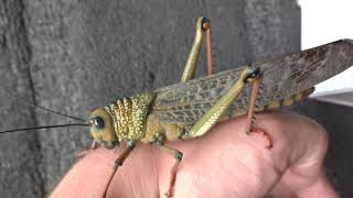 Riesenheuschrecke Wirbellosen Unboxing Tropidacris cristata  mein neues Haustier [upl. by Bobette]